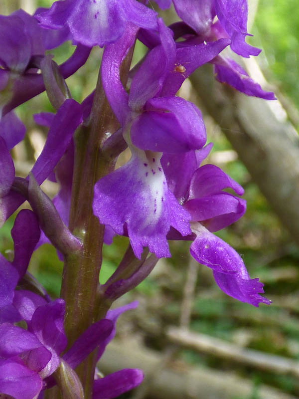 Orchis mascula 'purpurea'